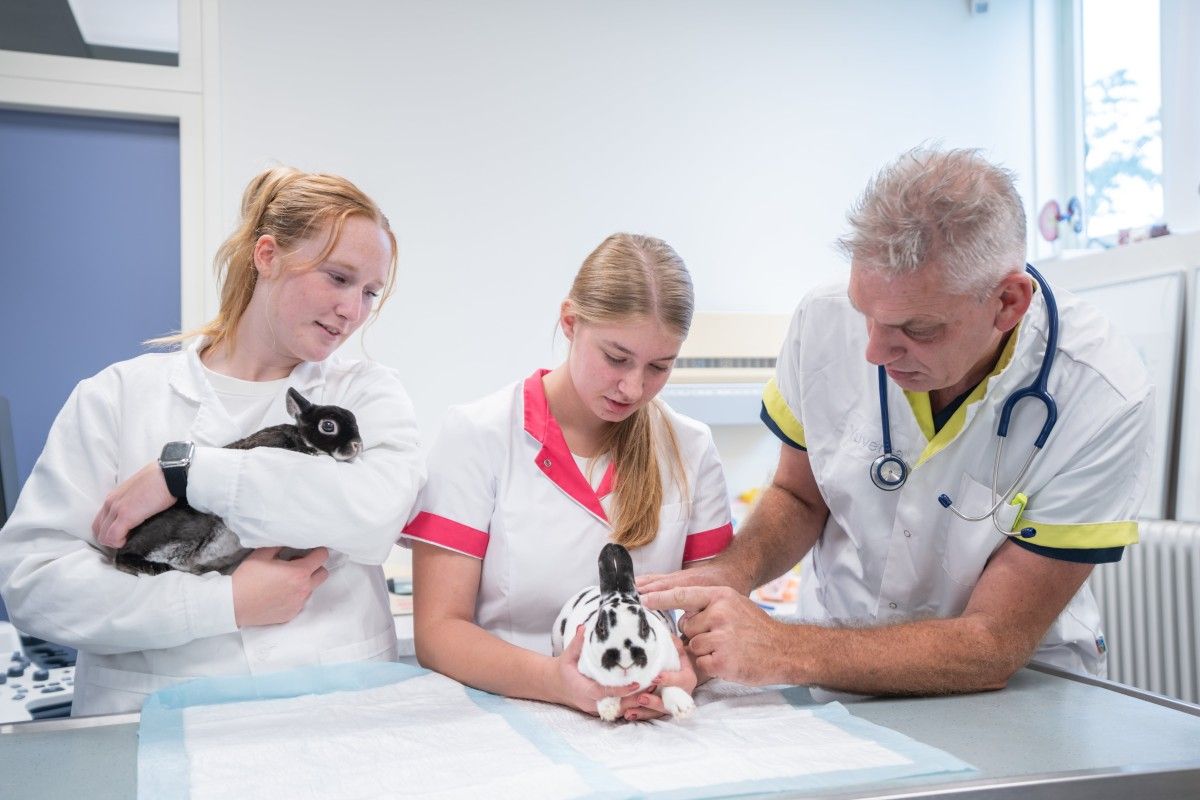 Konijnenwelzijn en -gedrag 7 Yuverta Nijmegen MBO Paraveterinair 102 1 min 1
